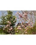 Magnolia Lombardy Rose використання